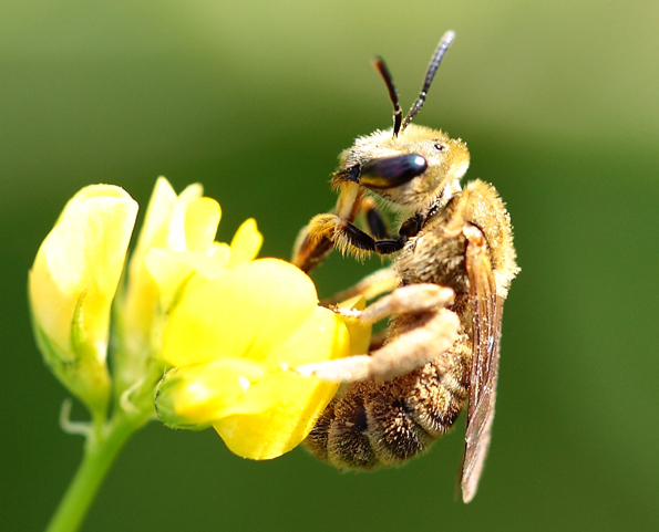 Halictus cf. pollinosus